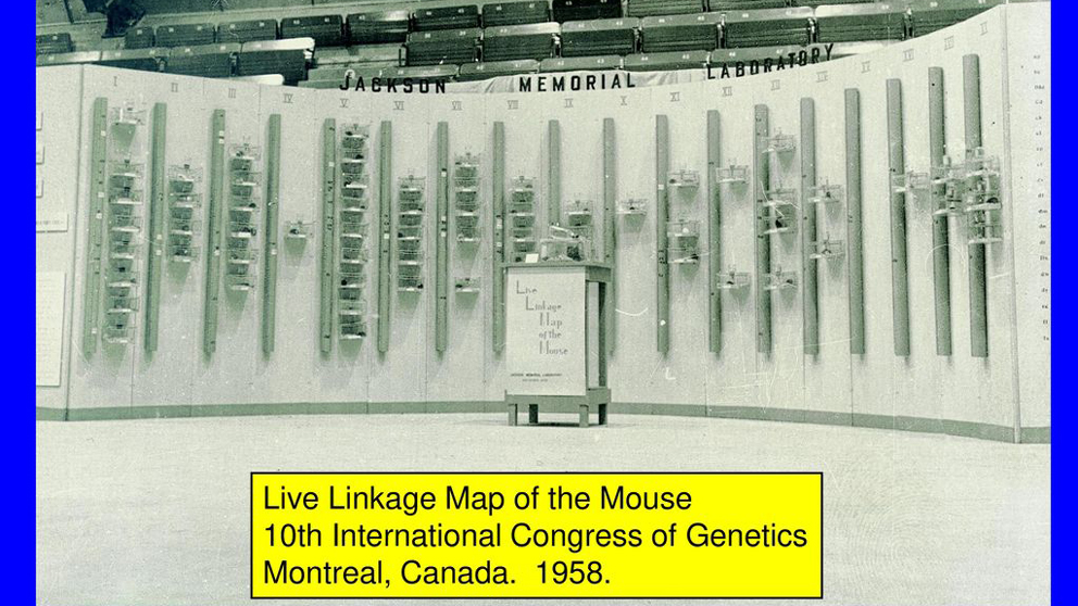 linkage map of the mouse