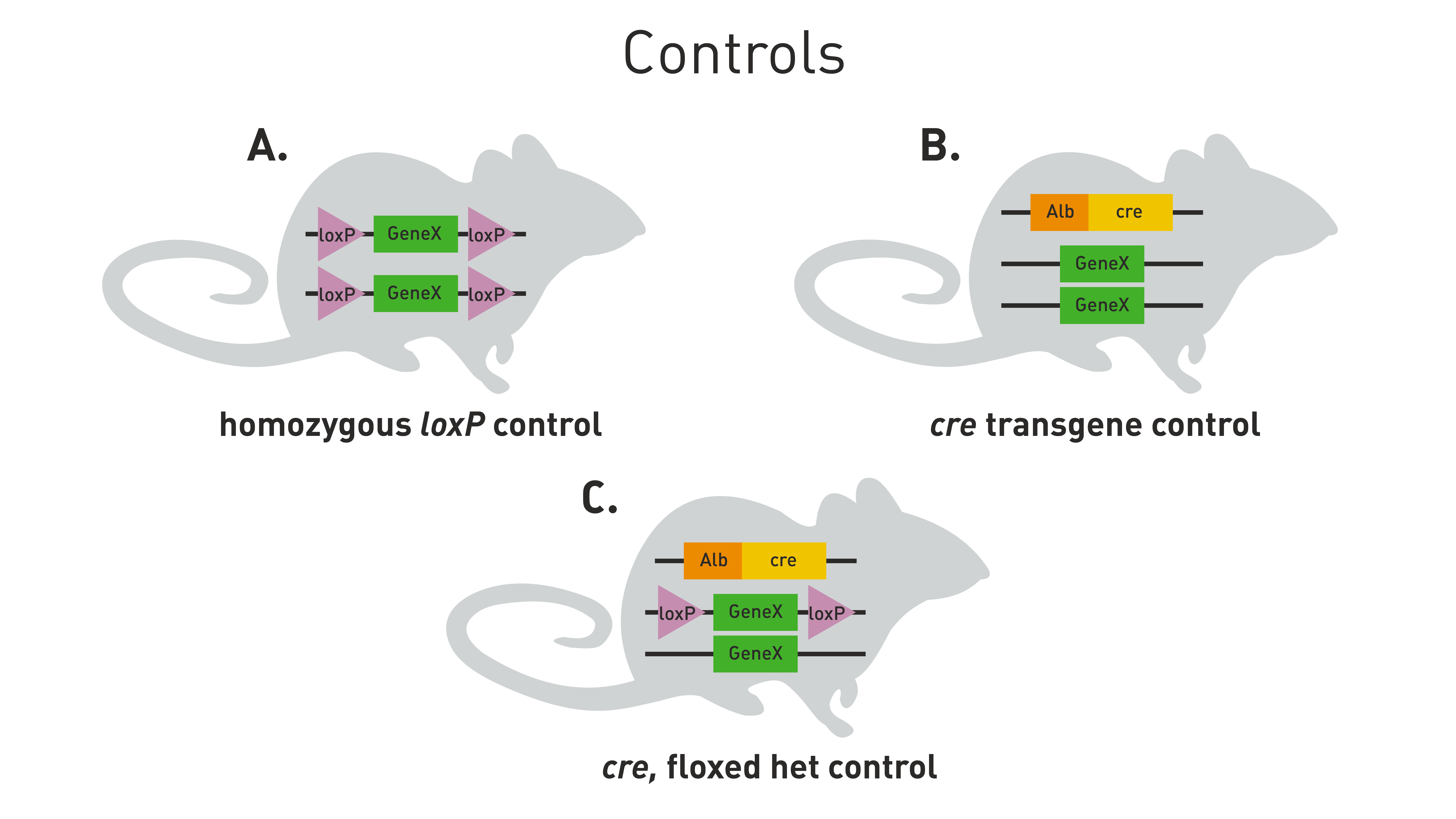 cre/lox breeding