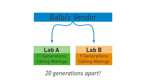 Balb c Vendor