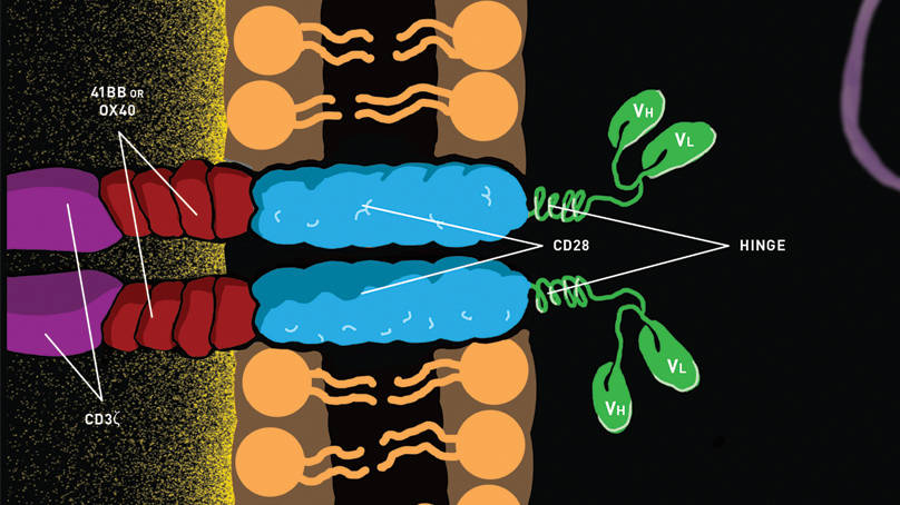 CAR T cells mouse models