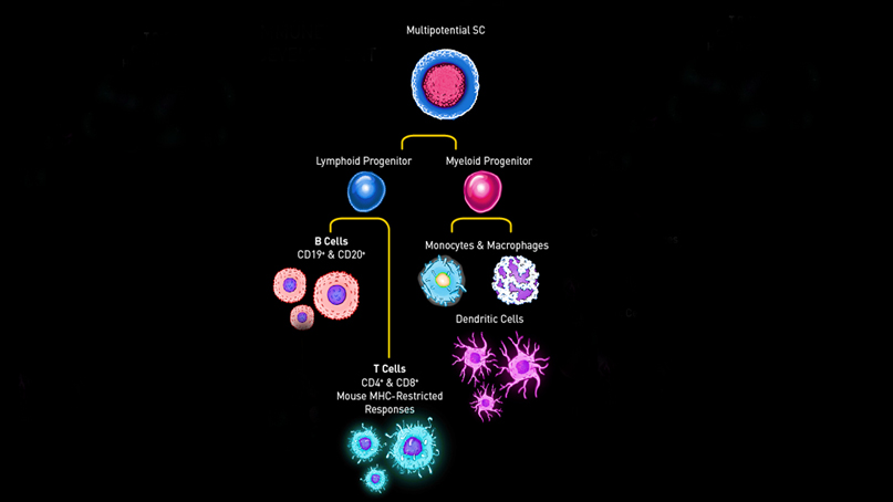 hematopoisesis