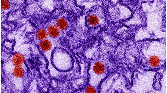 April finally two mouse models to combat zika virus