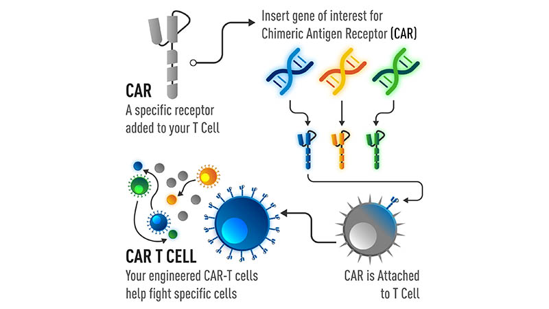 CAR-T Cells