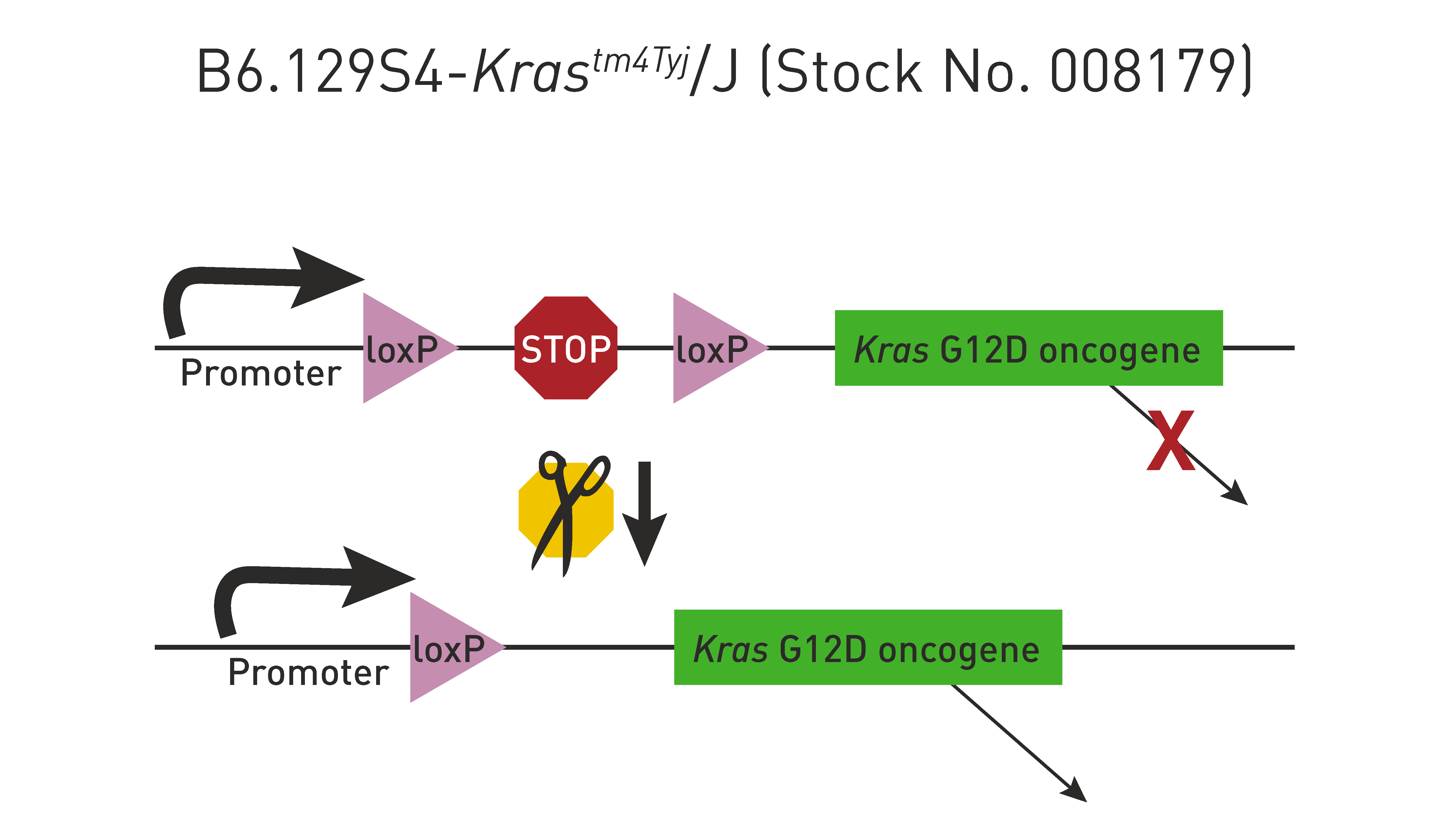 cre/lox breeding schemes