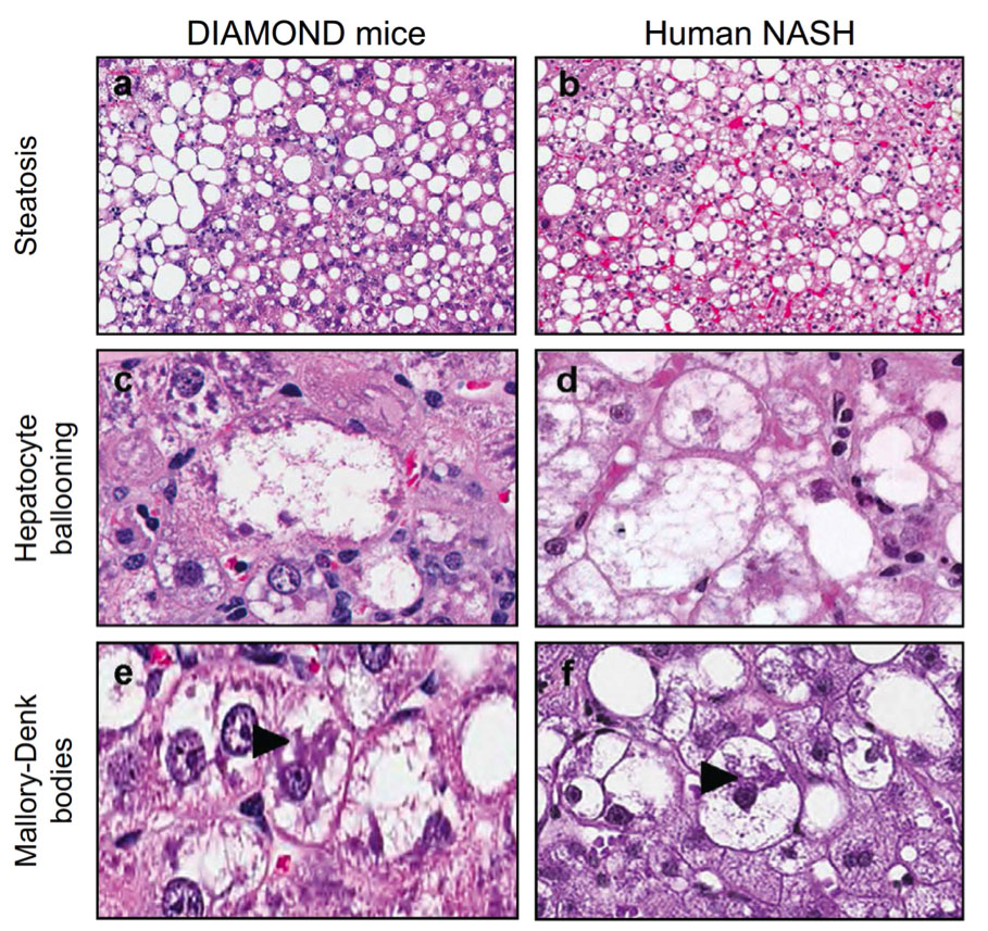 Diamond Histology Image