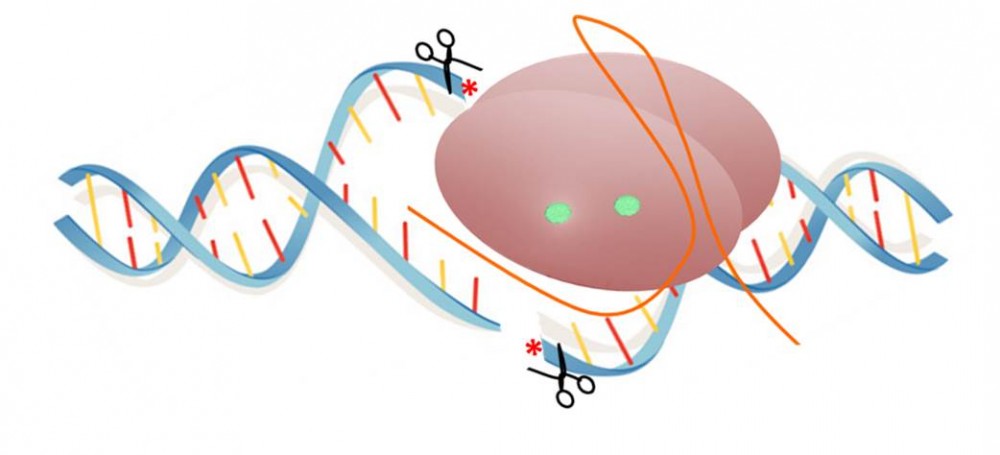 crispr