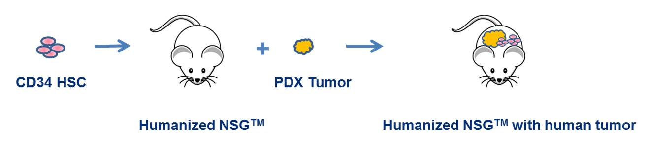 humanized nsg pdx cartoon