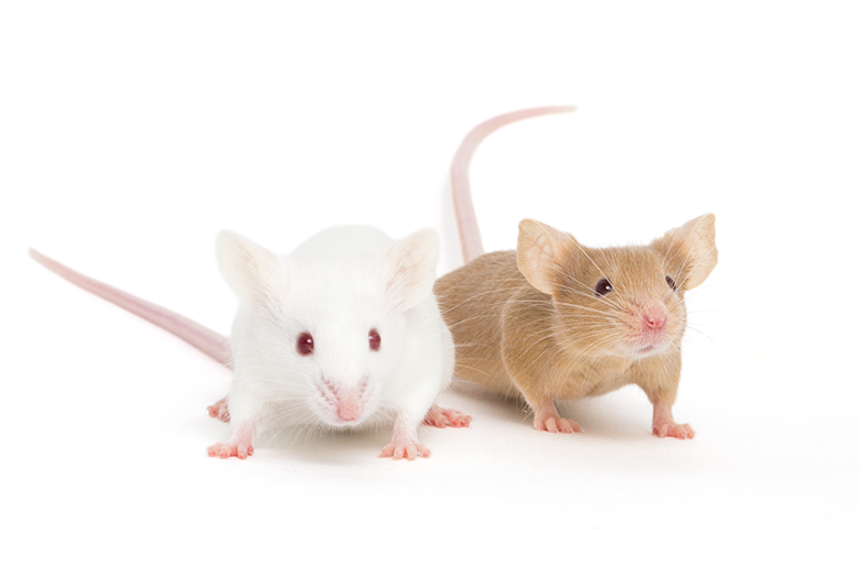 Why JAX® Mice?