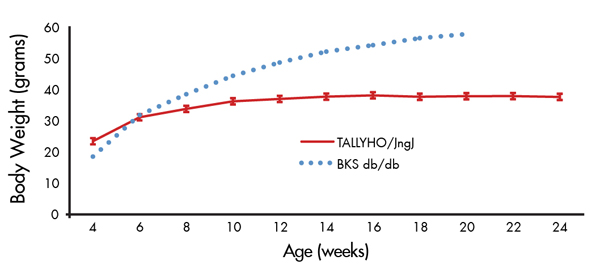 Figure 1. Modest weight gain of TALLYHO/JngJ mice