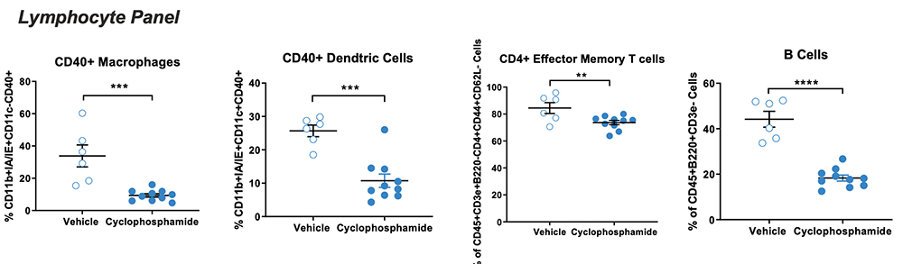 JAX Lupus Efficacy Studies - NBWF1 Mice - Immunophenotyping