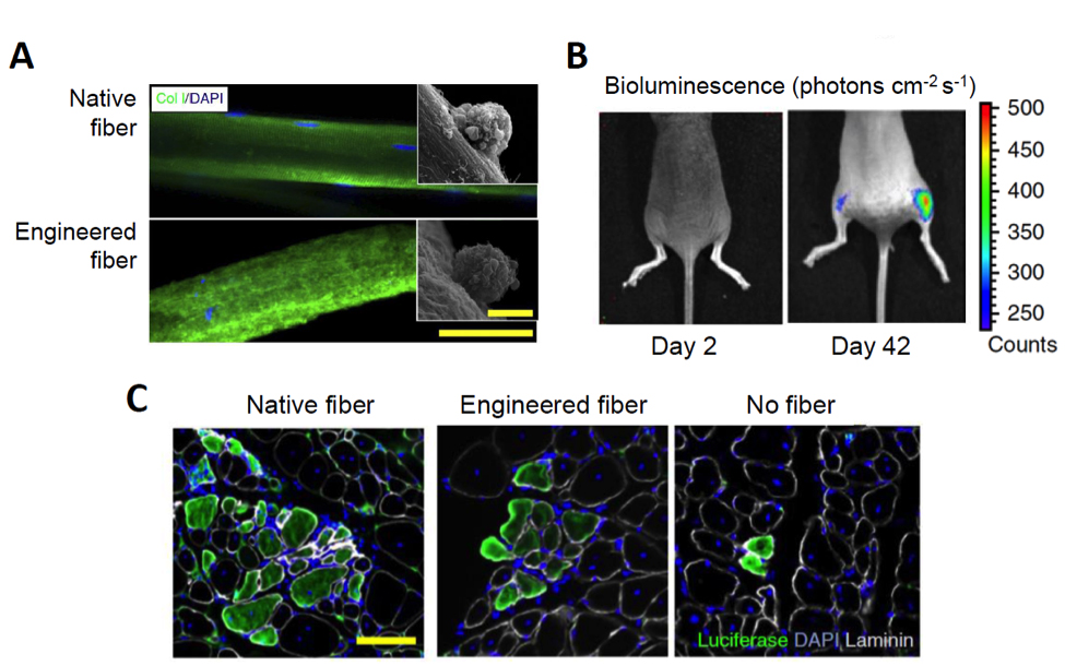 Mouse Stem Cell Diagram