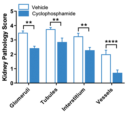 JAX Lupus Efficacy Studies - NBWF1 Mice - Kidney Pathology Analysis