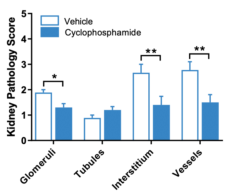 JAX Lupus Efficacy Studies  - MRL-lpr Mice - Kidney Pathology Analysis