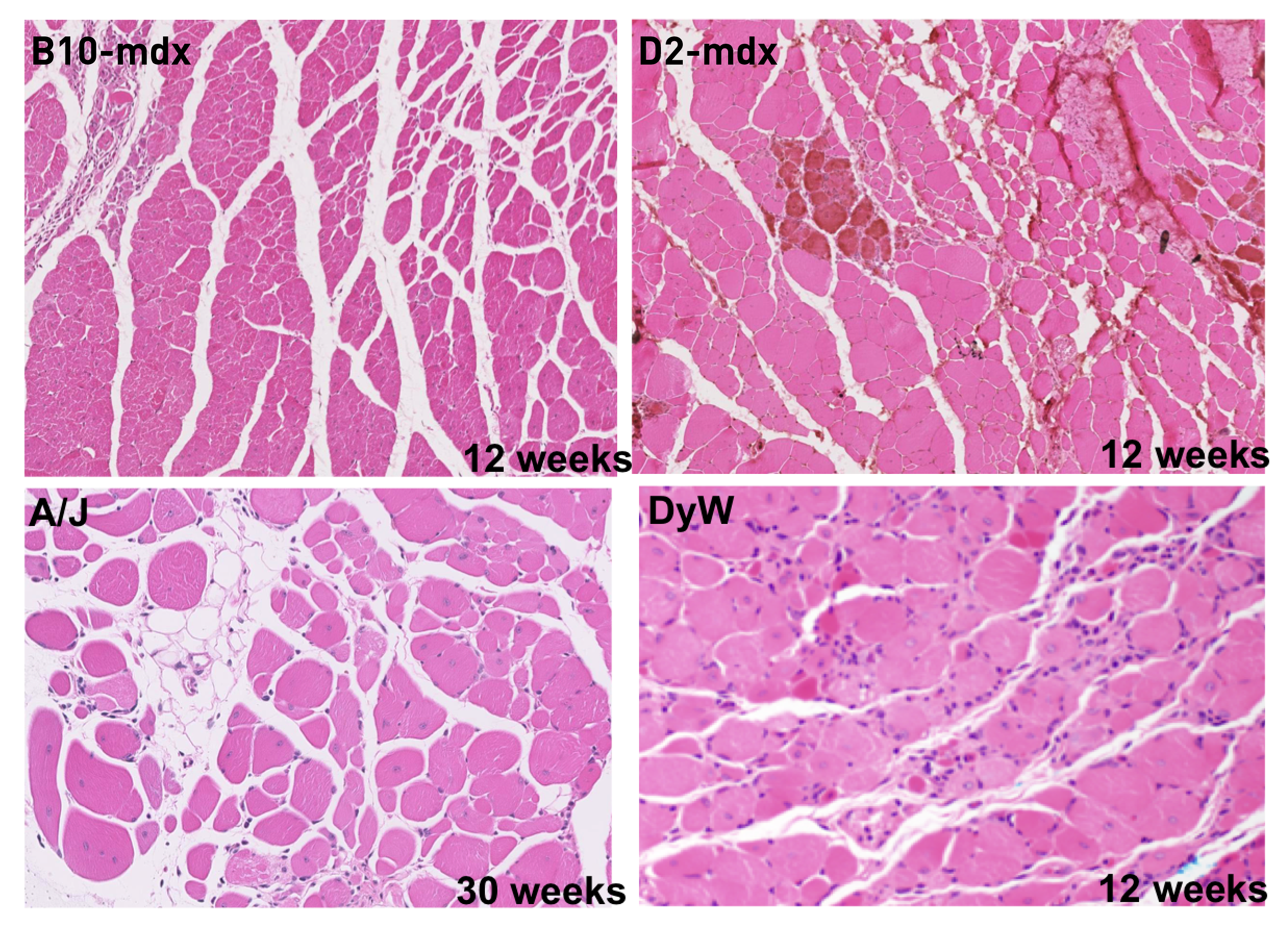 Hematoxylin & Eosin Stains on Dystrophy Mouse Models