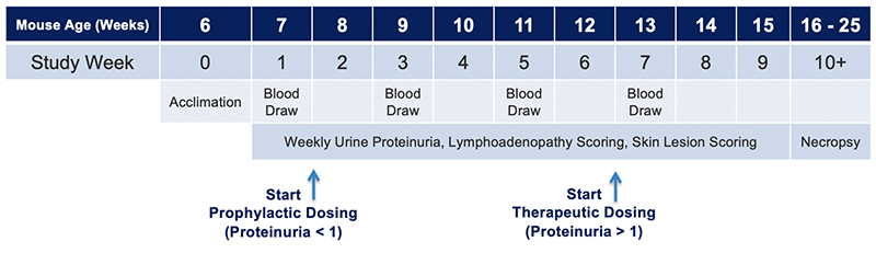 JAX Lupus Efficacy Studies - MRL-lpr Mice - Experimental Timelines