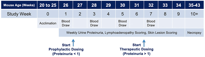 JAX Lupus Efficacy Studies - NBWF1 Mice - Experimental Timelines