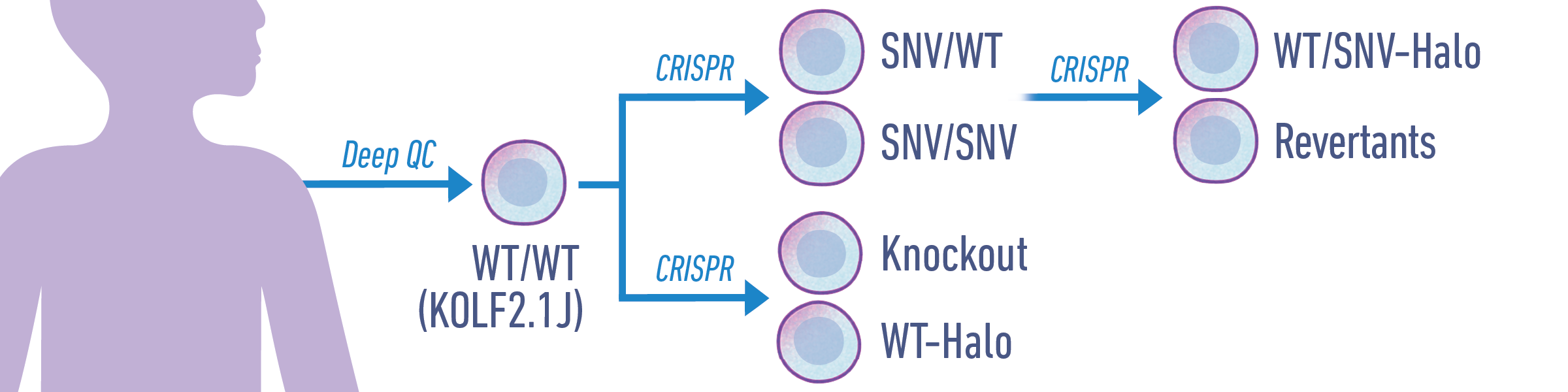 The Jackson Laboratory - iPSC Infographic