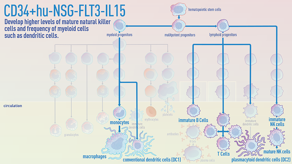 CD34+ hu-NSG-FLT3-IL15 mice develop higher levels of mature natural killer cells and frequency of myeloid cells such as dendritic cells