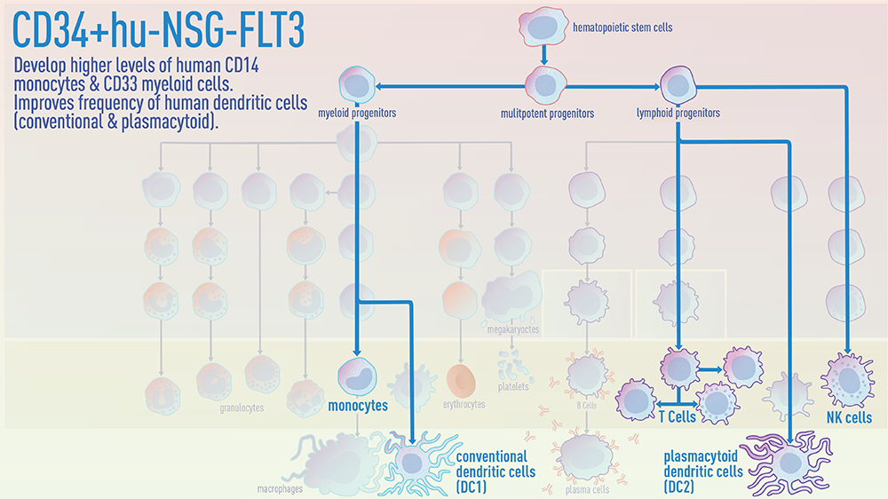 CD34+ hu-NSG-FLT3 mice improve frequency of human dendritic cells and develop higher levels of human CD14 monocytes & CD33 myeloid cells