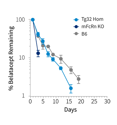 HuPK - Belatacept Remaining Percentage