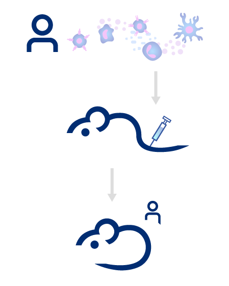 Immune Humanized Mouse Models at The Jackson Laboratory