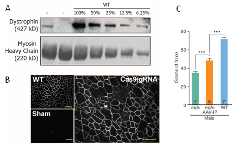 CRISPR/Cas9-genome editing dystrophin expression