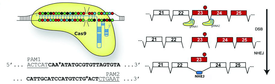 CRISPR/Cas9-mediated exon skipping approach