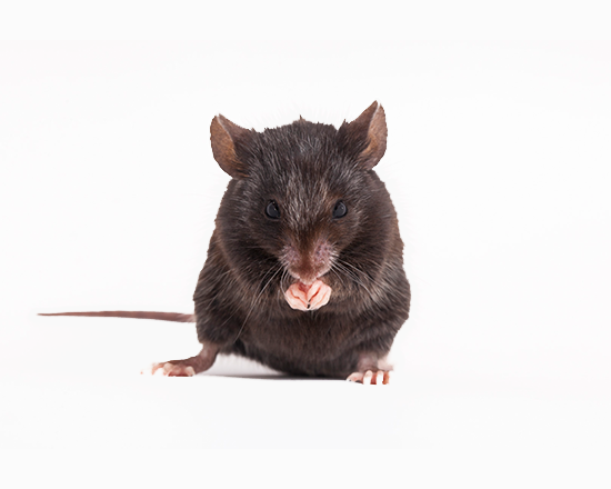 Image of a mouse