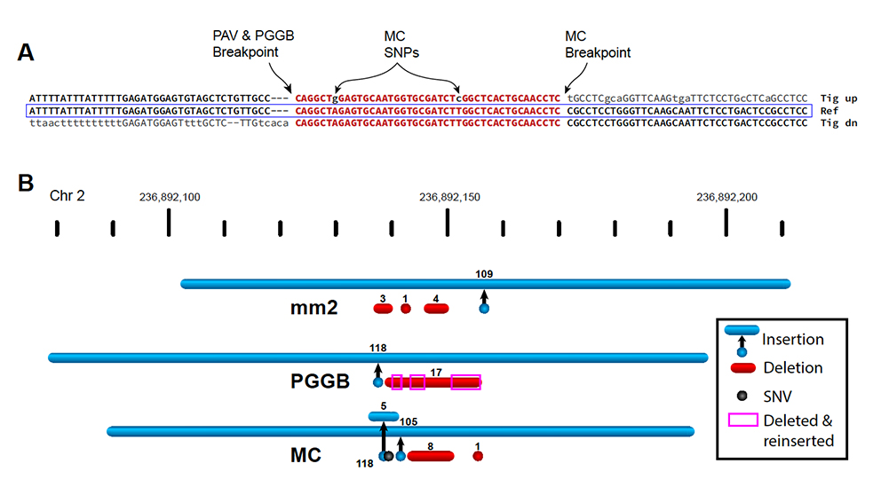 An example from The Jackson Laboratory's  Assistant Professor Christine Beck, Ph.D., and Computational Scientist Peter Audano's research into long-read sequence analysis.