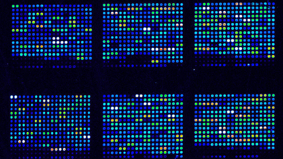 $10.5 million grant to The Jackson Laboratory will continue support for Gene Expression Database for scientific community