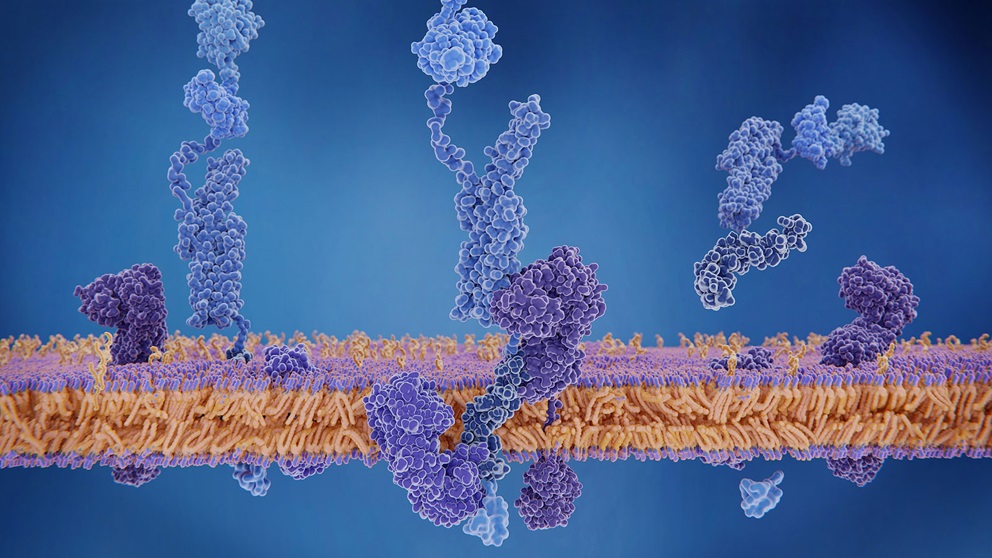 beta amyloid