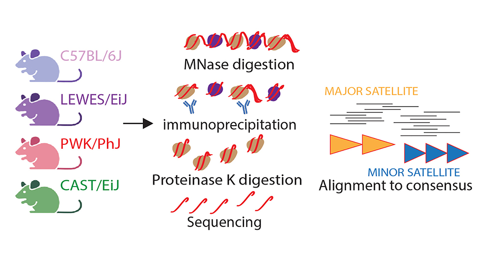 An example of centromere research from The Jackson Laboratory's Beth Dumont