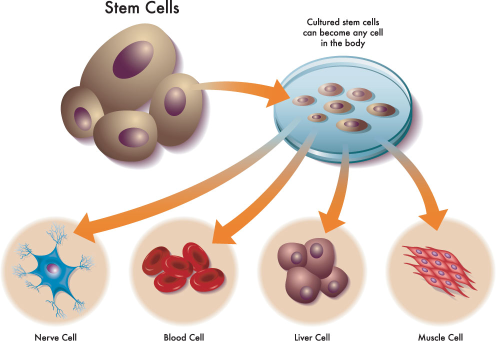 stem cells