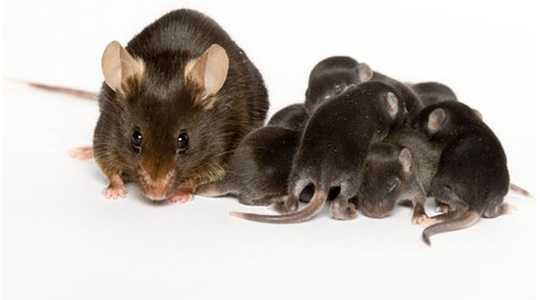 December the advantages of outbred mice in research