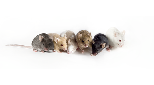 December essential tips for selecting mouse models in research
