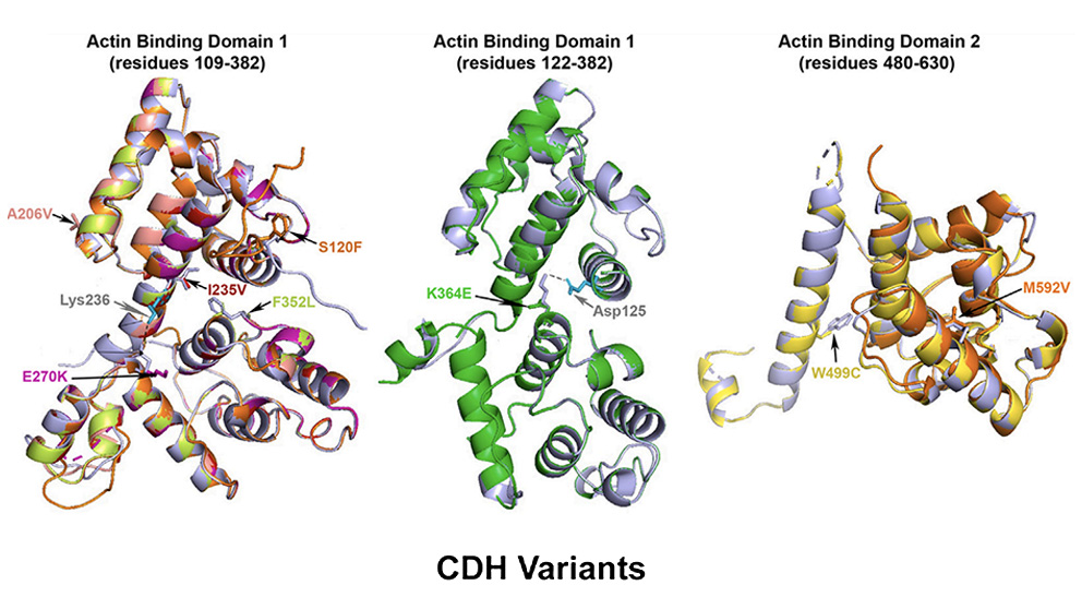 A visual example from The Jackson Laboratory's Carol Bult's research into the genetics of the congenital diaphragmatic hernia (CDH).