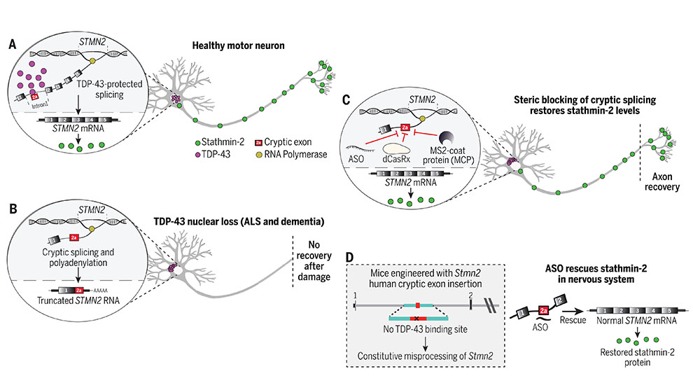 An image from the article "Mechanism of STMN2 cryptic splice-polyadenylation and its correction for TDP-43 proteinopathies" featuring the Jackson Laboratory's Cat Lutz.