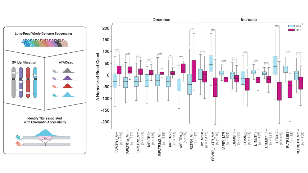 An illustrated example of The Jackson Laboratory's Christine Beck's research from her paper “Resolution of structural variation in diverse mouse genomes reveals chromatin remodeling due to transposable elements”