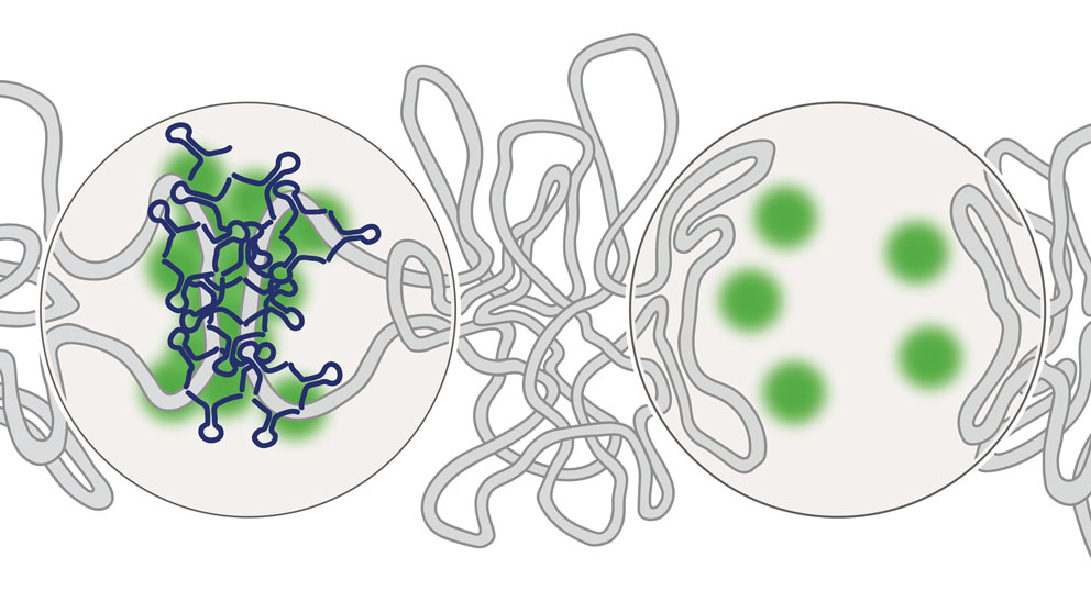 Gene silencers and their vital roles in development