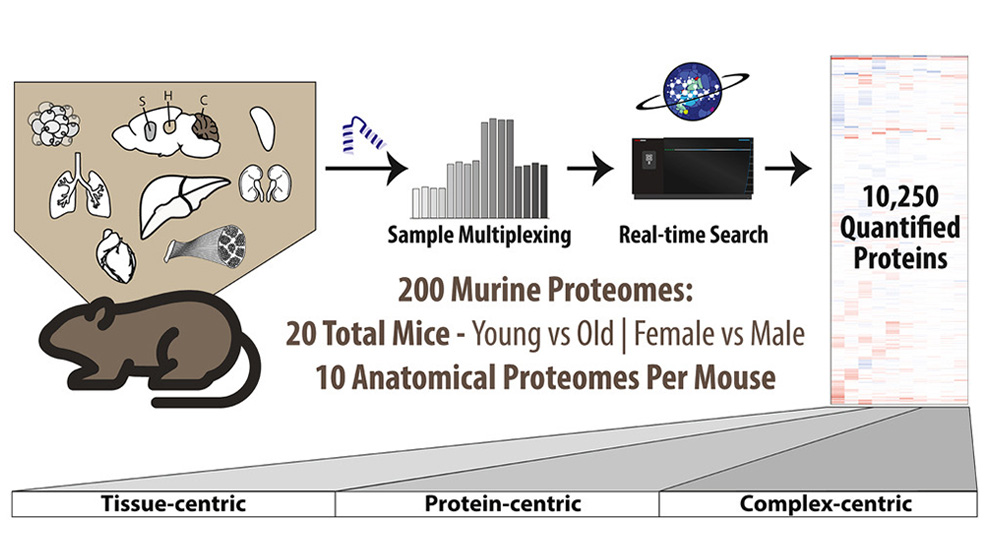 An example of aging process and sex difference research from The Jackson Laboratory's Churchill Lab.