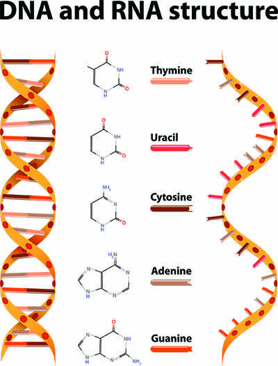 DNA and RNA Structure