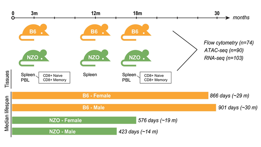 A 2023 research example from Ron Korstanje and Duygu Ucar from The Jackson Laboratory