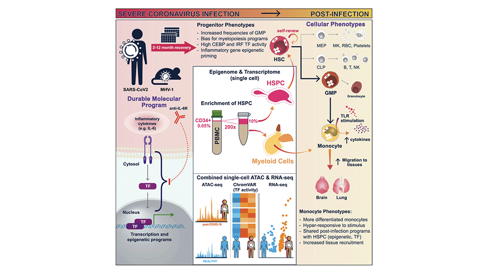 A 2023 example of long COVID research from The Jackson Laboratory's Duygu Ucar.