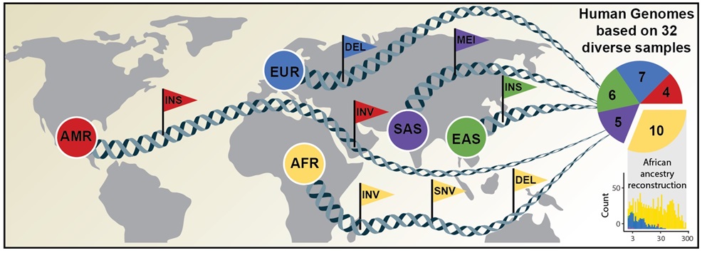 Caption: Comprehensive discovery of genetic variation based on analysis of human genomes of diverse ancestry. Credits: David Porubsky, University of Washington