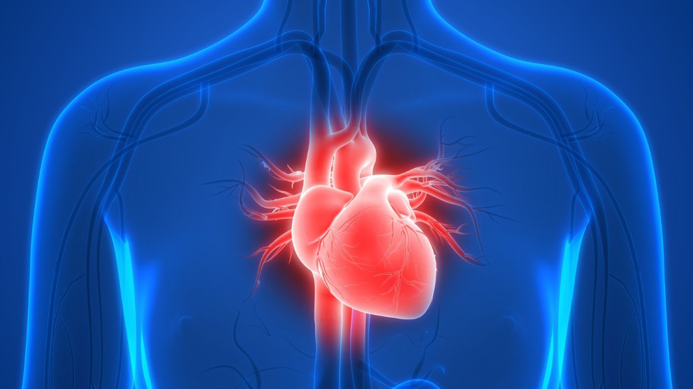 A rendering of heart beating in a human body as an abstract cross-section.