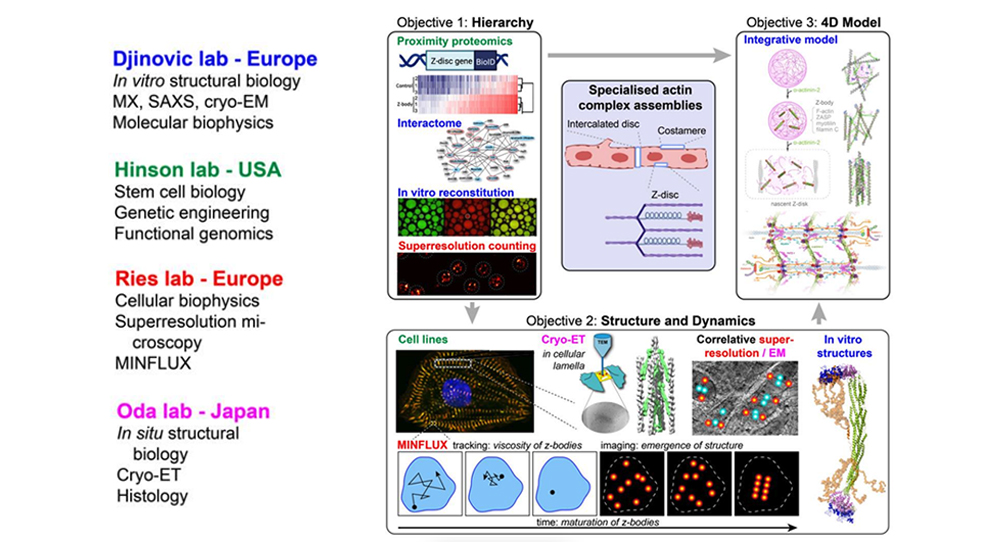 A research example from Travis Hinson's 2023 work into muscle development