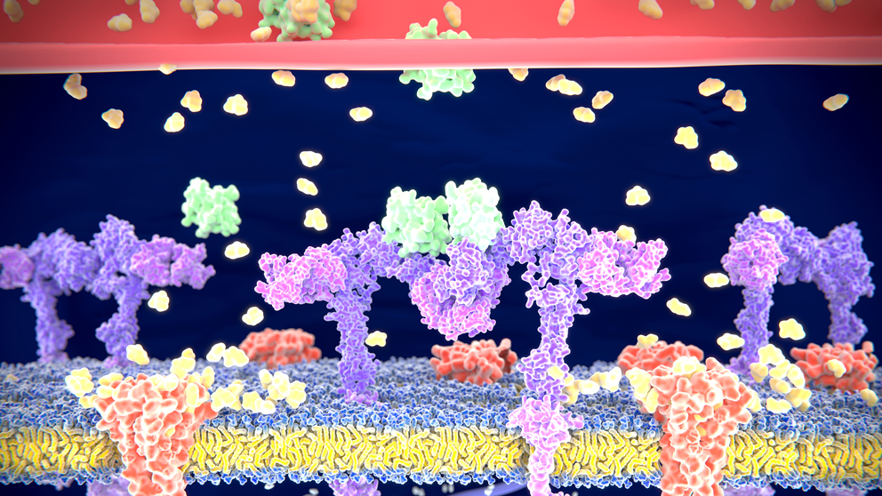 Insulin binding to the insulin receptor