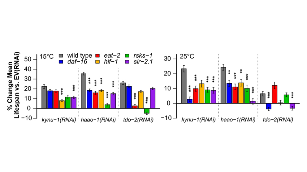 A 2024 example of The Jackson Laboratory's Ron Korstanje's research into trytophan metabolism.