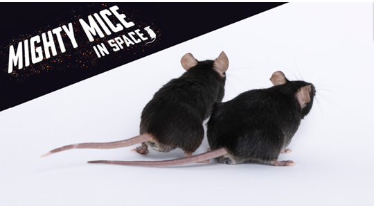 December mighty mice head to space on important health mission