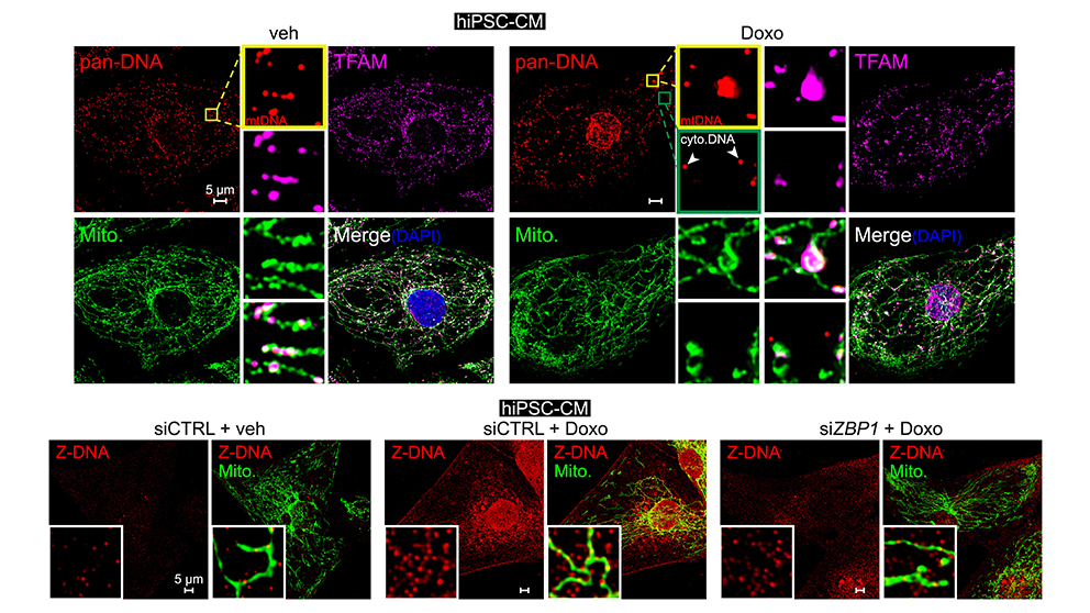 An example of research from The Jackson Laboratory's Phillip West.